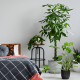 plants