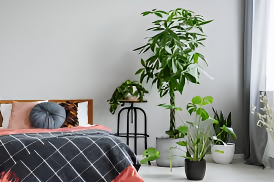 plants